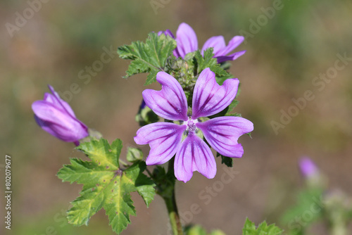 Close-up of beautiful flowers in the sun in spring. Malva common. Malva sylvestris. Common mallow.