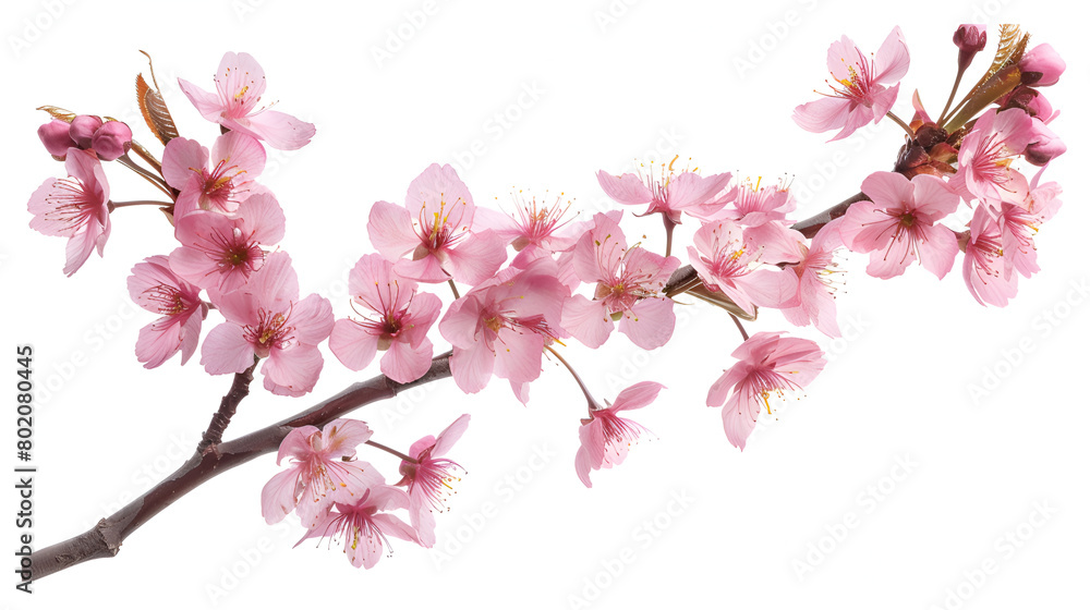 cherry blossom branch isolated on white, Blossom of a cherry tree isolated over white background,Pink cherry blossom on white background, isolated Sakura tree branch