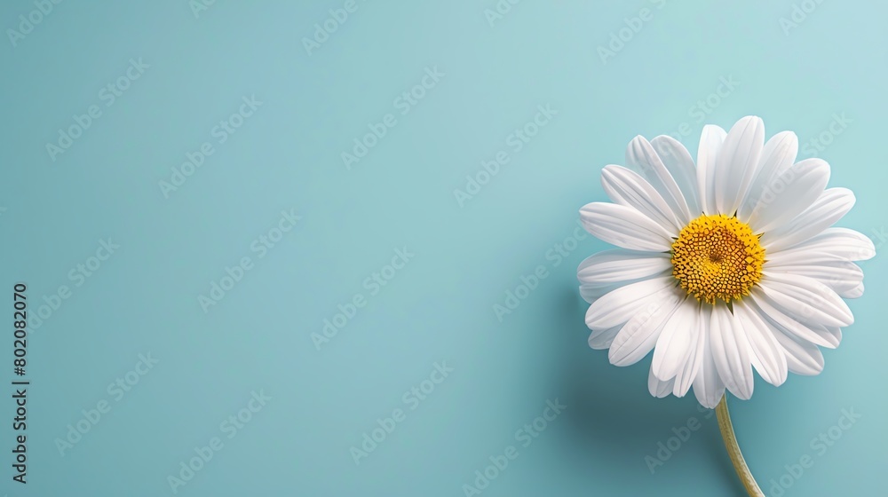Daisy, serene blue background, magazine cover design, backlit, bird seye view Daisy, serene blue background, magazine cover design, backlit, bird seye view