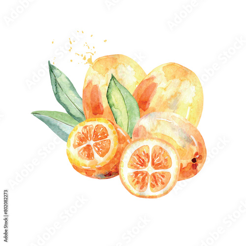 Hand Drawn Watercolor kumquat Fruit. Vector illustration. (ID: 802082273)