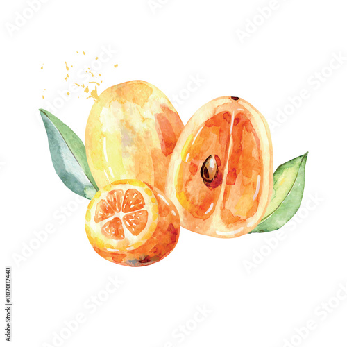 Hand Drawn Watercolor kumquat Fruit. Vector illustration. (ID: 802082440)