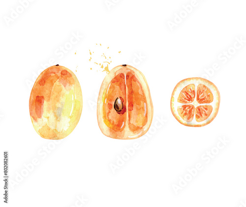 Hand Drawn Watercolor kumquat Fruit. Vector illustration. (ID: 802082601)