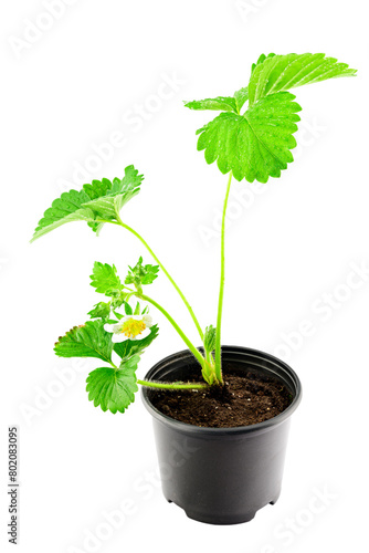 Strawberry seedlings with flower in a pot on a white background