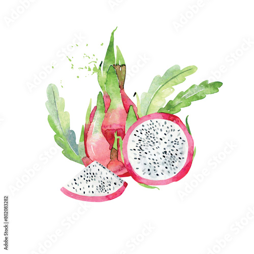 Hand Drawn Watercolor pitaya Fruit. Vector illustration. (ID: 802083282)