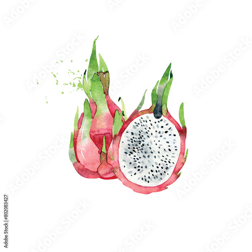 Hand Drawn Watercolor pitaya Fruit. Vector illustration. (ID: 802083427)