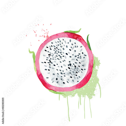 Hand Drawn Watercolor pitaya Fruit. Vector illustration. (ID: 802083801)