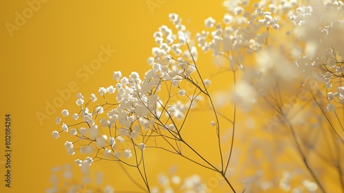 Gypsophila highlighted, rich mustard background, magazine format, natural light, faceon angle photo