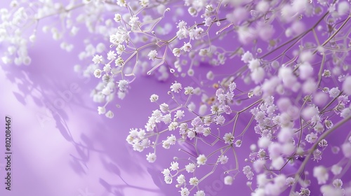 Gypsophila on vibrant lavender background  magazine aesthetic  bright light  high angle view