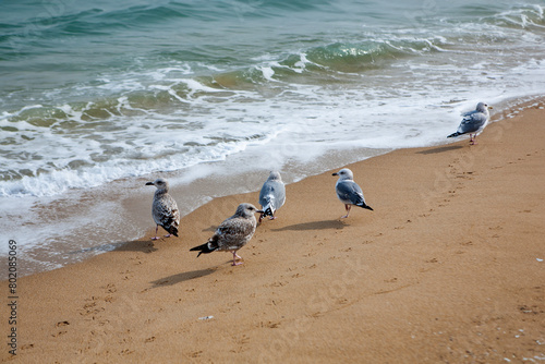 View of the seagulls walking on the sand beach