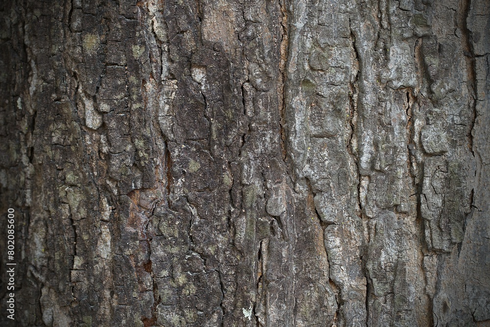 bark of a tree bark of a tree