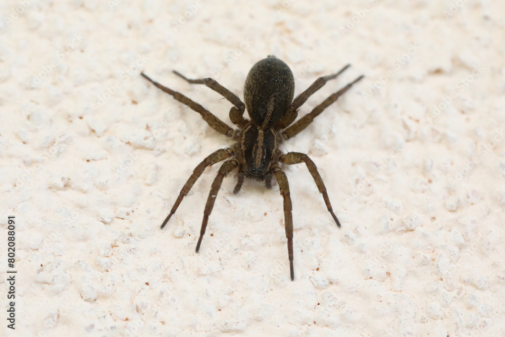 Big brown wolf spider on the wall. Macro photo of spider