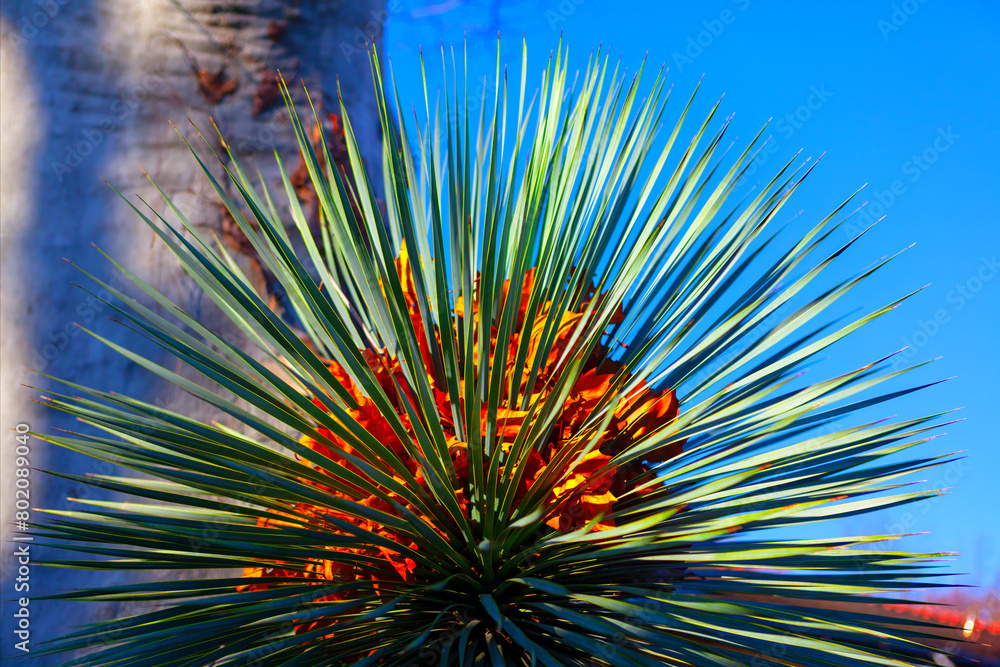 Fototapeta premium Windmill Palm Tree Green Leaves, Tropical Blooming Plant