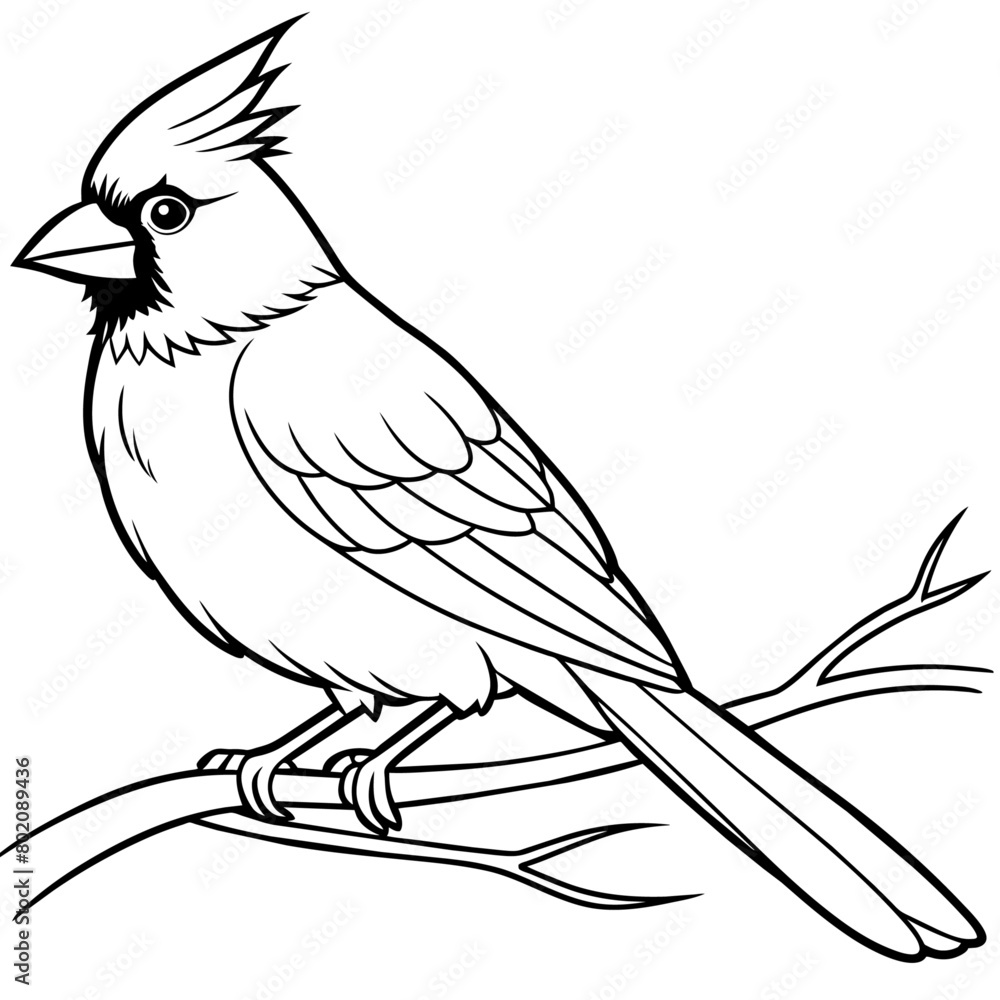cardinal bird coloring book page vector art illustration, solid white background (26)