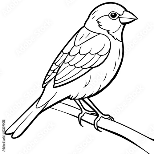 finch bird coloring book page vector (6)