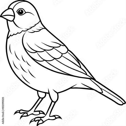 finch bird coloring book page vector (4)