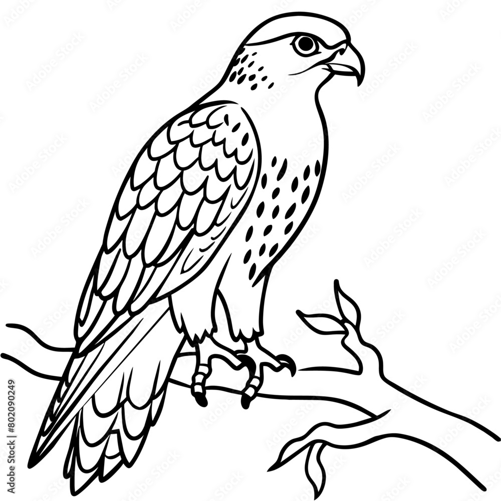 Fototapeta premium Hawk bird coloring book page vector illustration (11)