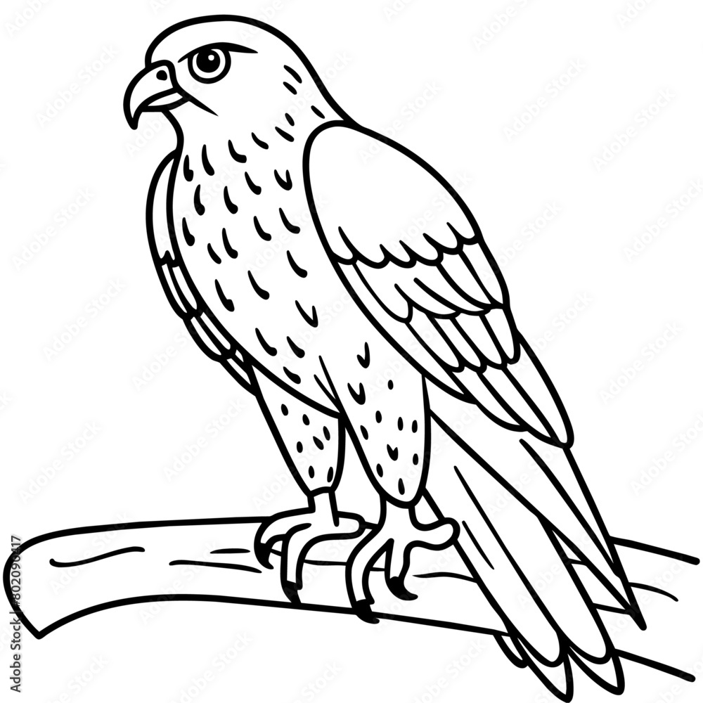 Hawk bird coloring book page vector illustration (30)