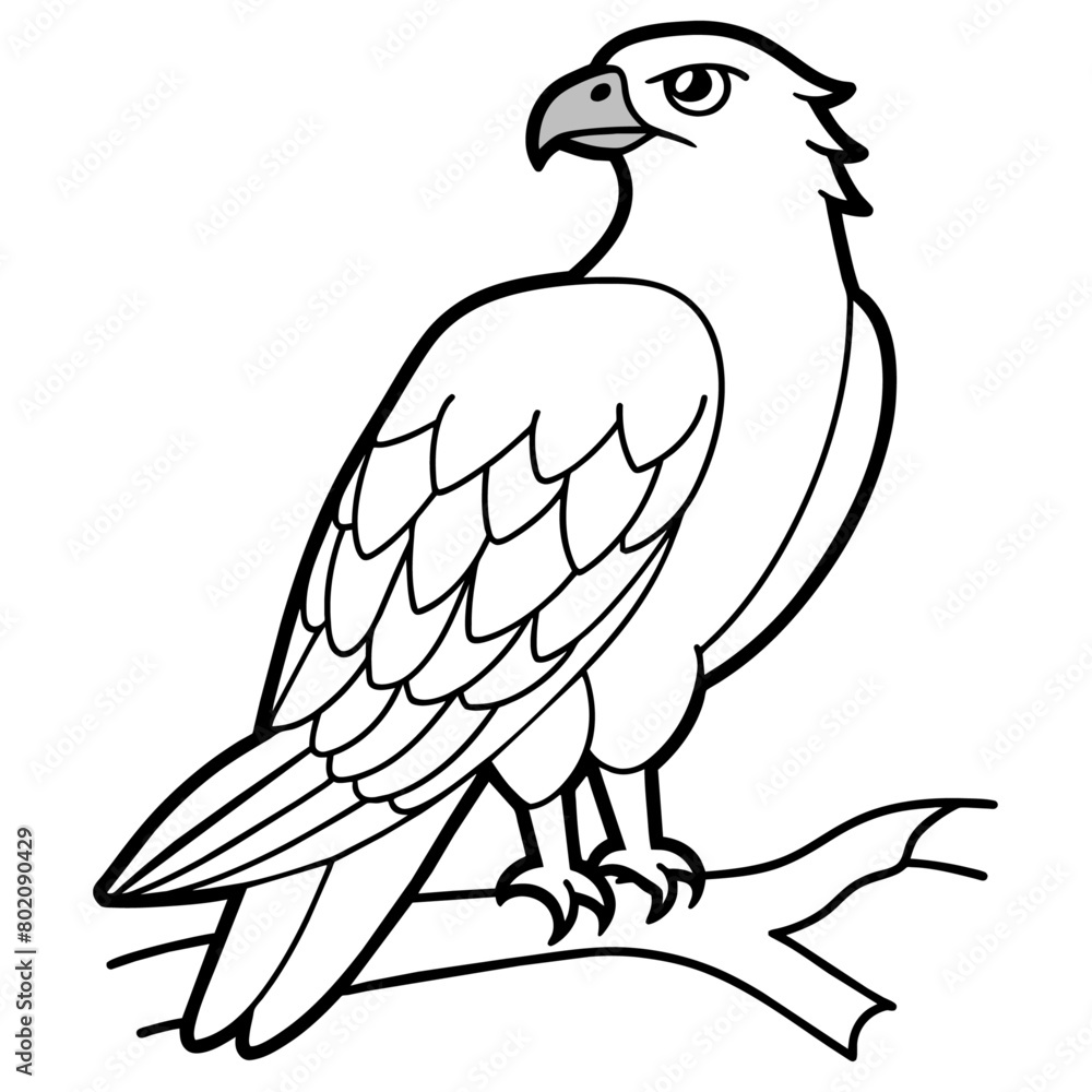 Fototapeta premium osprey bird oloring book page vector art illustration, solid white background (1)