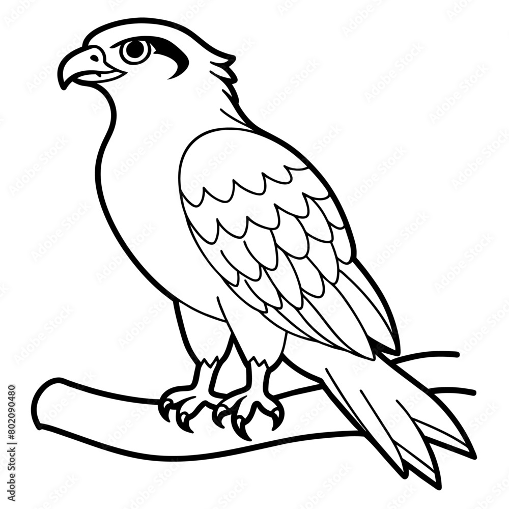 osprey bird oloring book page vector art illustration, solid white background (6)
