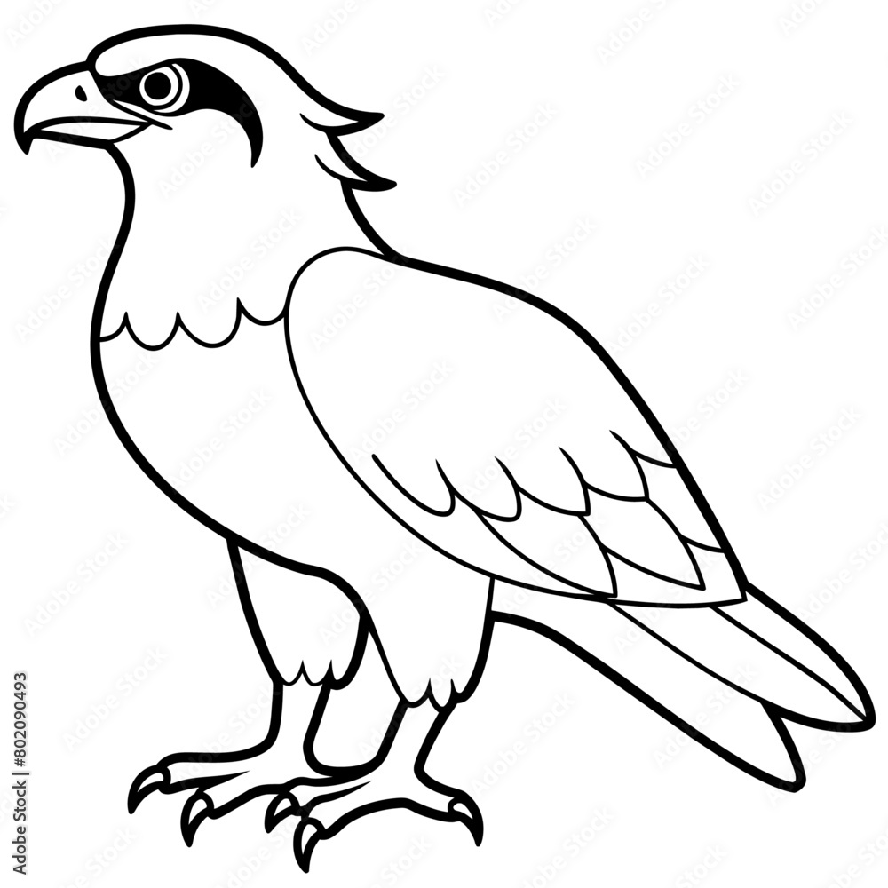 osprey bird oloring book page vector art illustration, solid white background (12) osprey bird oloring book page vector art illustration, solid white background (12)