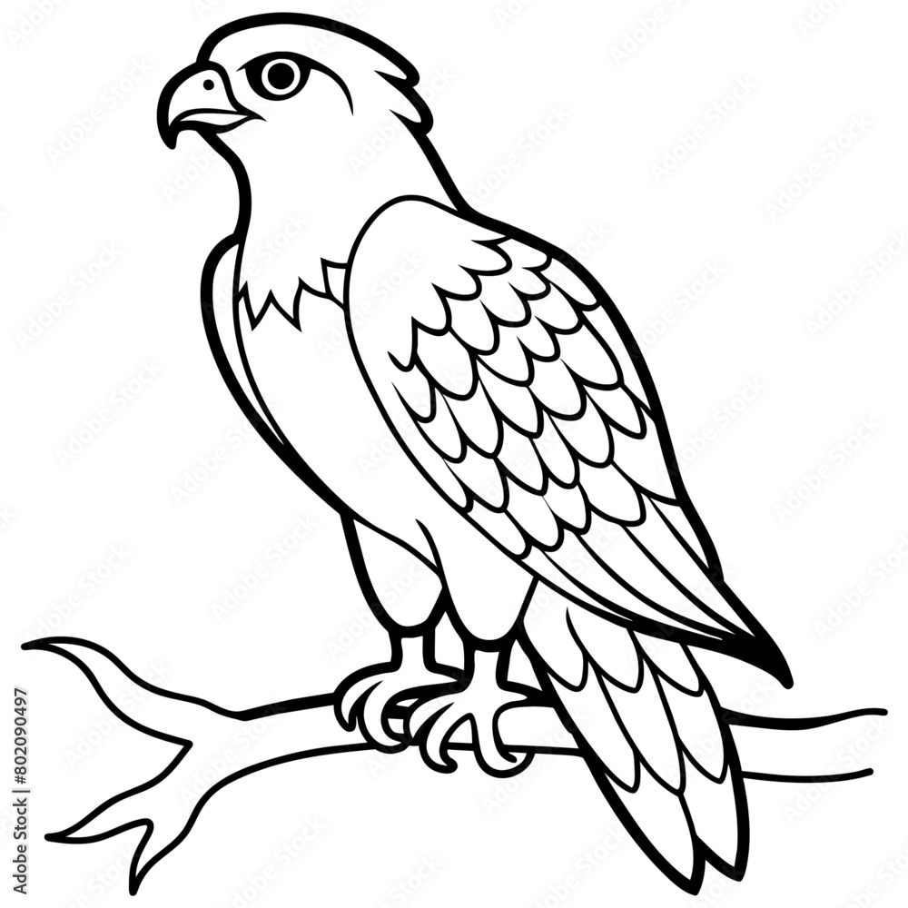 osprey bird oloring book page vector art illustration, solid white background (10) osprey bird oloring book page vector art illustration, solid white background (10)
