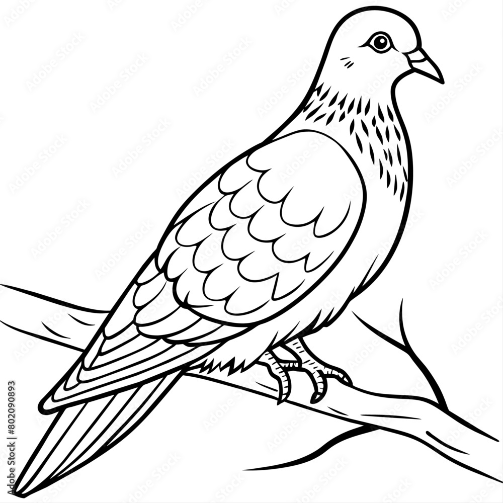 Fototapeta premium pigeon bird coloring book page vector illustration (4)