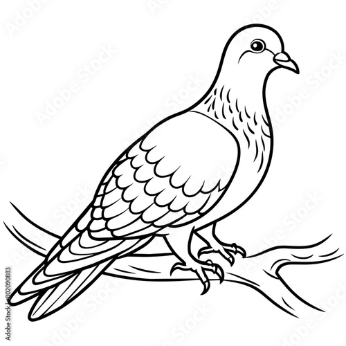 pigeon bird coloring book page vector illustration (3)