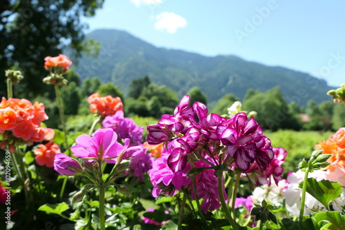 Blooming geraniums in front of a view of the Wallberg on Lake Tegernsee