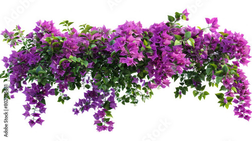 Large bush flowering of purple flowers landscape plant isolated on white background and clipping path included,Soft focus effect, Scenic image of flowering orchard in spring time, Beauty of earth 