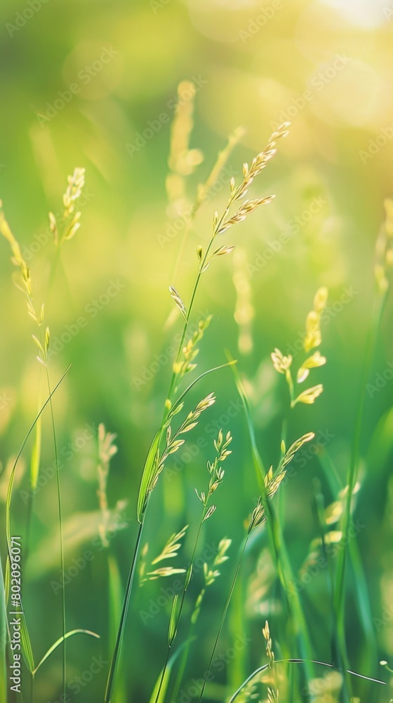 Blades of grass in a meadow softly swaying in the breeze, realistic focus on the textures and play of light