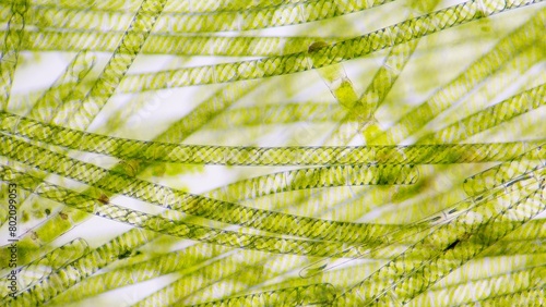 Fotografie Spirogyra, a filamentous freshwater green algae with spiral arrangement of the chloroplasts