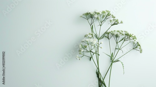 Little Hogweed bouquet, minimalist white background, artisan craft magazine cover, soft diffused lighting, perfectly centered