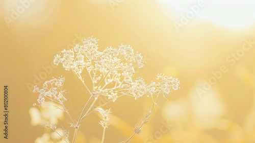 Single Little Hogweed, pastel yellow backdrop, spring gardening magazine cover, subtle ambient light, closeup view © Pniuntg