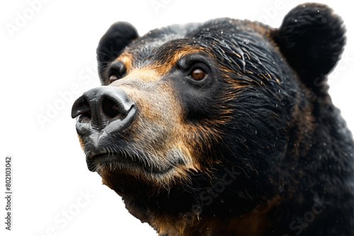 A sun bear's expressive eyes and furry face in close-up, isolated on transparent background, PNG file photo