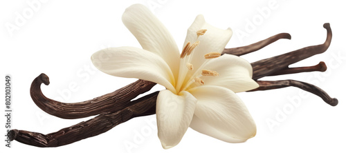 Elegant composition of a white lily flower and multiple dark vanilla pods on a soft background.