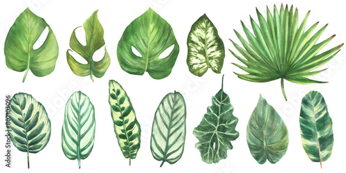 Tropical leaves set, jungle plants House plants leaf exotic foliage. Watercolor painted illustration