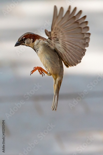 Sparrow in the air with open wings collecting bread crumbs from a person's hand. Birds in flight. Bird with open wings. Species in extinction.