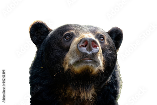A sun bear's pointed snout and round ears in macro, isolated on transparent background, PNG file photo