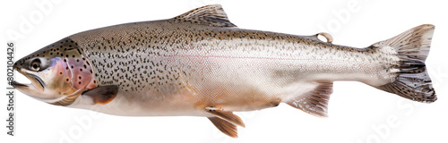 Realistic image of a rainbow trout on a white background, showcasing detailed features. photo