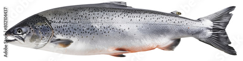 High-quality image of a whole salmon fish isolated on a white background, showcasing detailed texture.