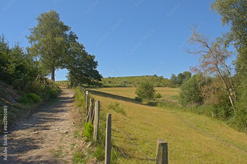 Fototapeta premium Dirtroad along fenced meadow with trees on a sunny summerday in Ardennes, Wallonia, Belgium 
