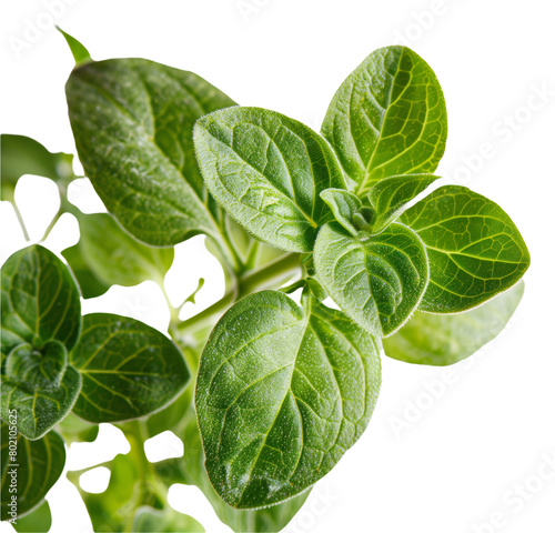 Close-up of vibrant green oregano leaves with visible veins and textures