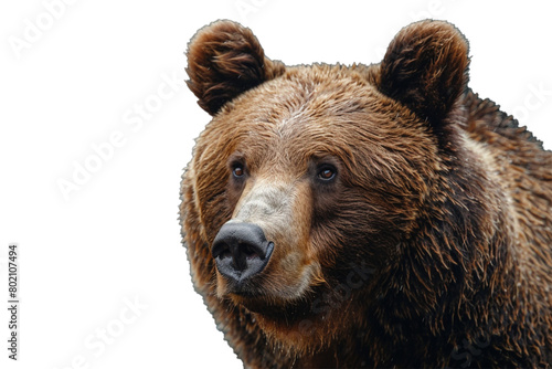A brown bear's fuzzy ear close-up, isolated on transparent background, png file.