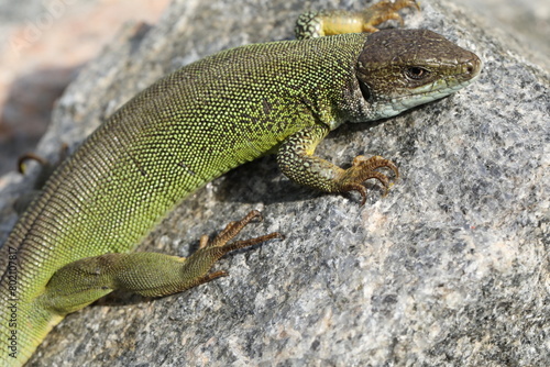 Green lizard lacerta viridis in summer garden. Small reptile outdoor