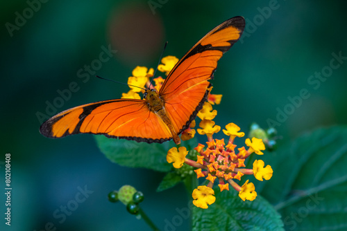 Butterfly on a flower - Dryas iulia - Julia butterfly photo