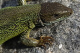 Green lizard lacerta viridis in summer garden. Small reptile outdoor