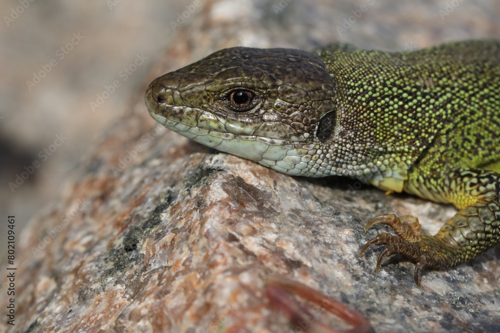 Green lizard lacerta viridis in summer garden. Small reptile outdoor Green lizard lacerta viridis in summer garden. Small reptile outdoor