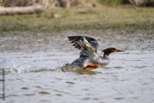 Female common merganser duck taking flight on Danuber river