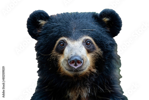 A female sloth bear's gentle face close-up, isolated on transparent background, png file.