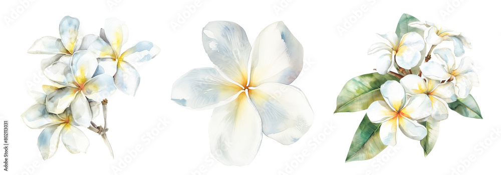 Captivating watercolor tropical plumeria flowers